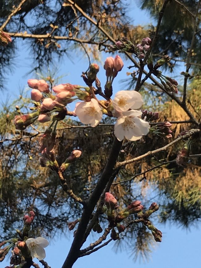 東京では上野公園の桜もTVで放送されて居たが、三重県四日市市内の桜は、未だ蕾の方が多い状態です。<br />基本的に桜は、1年１度の春先に咲きますね。春を告げる桜、卒業式、入学式のイメージも有りますね。<br /><br />学校閉鎖になり、知人の先生方も複雑なようです。<br /><br />コロナ感染症で、毎日暗い話題の世の中ですが、この光景は日本だけでは無い事もニュースで放送されています。<br /><br />やっとこ、海外渡航歴のある人が、コロナにかかって帰国者が多い事も放送され、流石に今から、海外旅行に行く方々も減っていると思います。<br />飛行機乗れても、入国出来ない国も多く、乗り継ぎでさえ出来ないシンガポールのような場所も・・・<br /><br />なんとか、持ちこたえてる日本・・・みんな協力して頑張れ！！<br /><br />