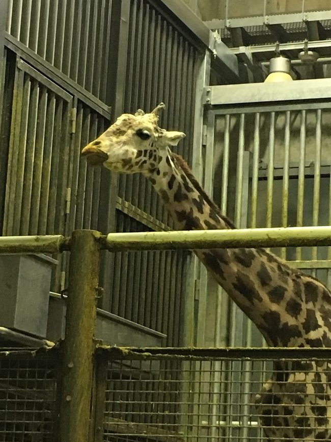 ジェットスターのセールで格安に北海道にいけることに。<br />美味しいものを食べるにいこうとポチ。<br />一泊二日で行ってきます。