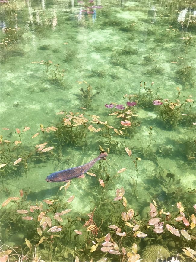 モネの池と下呂温泉と飛騨牛を食す旅