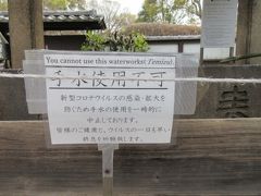 コロナで美術館も動物園も閉まり、行列のない上野公園で、そろりそろりとお花見