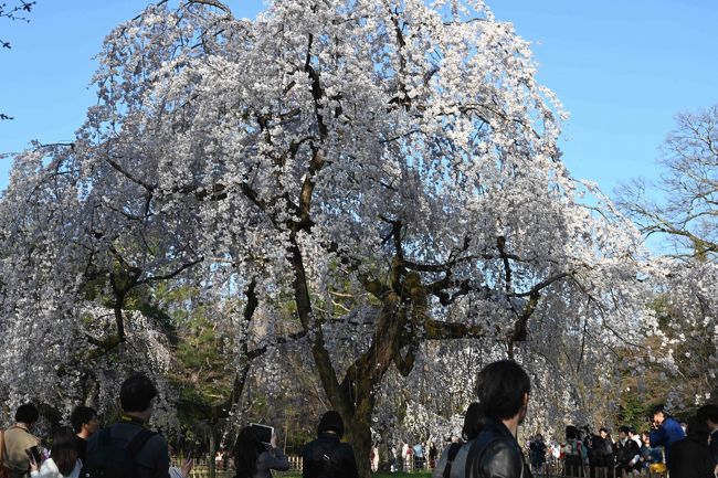 コロナ騒ぎの最中に京都へ。コロナならではの魅力的な京都がありました。
