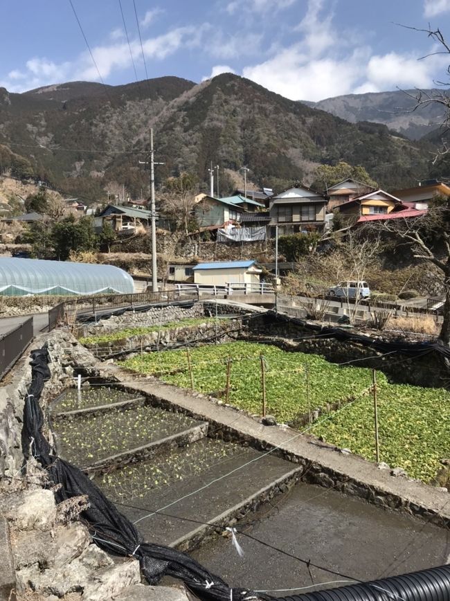 静岡の奥の方(オクシズ)、玉川、梅ヶ島、有東木のモニターツアーに参加しました。<br />ツアーの旅行にはほぼ参加したことありませんが、ゆったりできてよかったです。<br /><br />3月4日(土)静岡駅→ガイアフロー静岡蒸留所(玉川)→黄金の湯(梅ヶ島新田温泉)→ジビエディナー→ペンションくさぎ里 泊<br />3月5日(日)梅ヶ島温泉源泉→原木シイタケ栽培見学→わさび漬け作り体験(有東木)→白髭神社→世界農業遺産 山葵栽培発祥の地→ワサビランチ(うつろぎ)→静岡駅