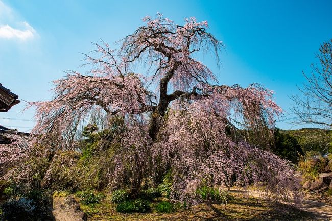 　山桜を探しに八面山へ向かいます。帰りに樹齢200年という枝垂れ桜に出会います。<br />