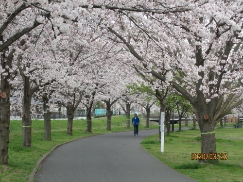 大堀川リバーサイドパークは柏の青葉橋から北柏橋までの３７７０ｍの長い公園です。リバーサイドパークの地下には２本の北千葉導水が埋設されています。所々に空気弁室が設置されています。公園内には市民から寄贈された桜が３７７０ｍの長い公園に等間隔で植えられています。全体が染井吉野ですが昭和橋近くに河津桜が植えられていて、早咲きの桜を楽しませてくれています。3月22日(日)、全国のトップを切って東京都心の桜(ソメイヨシノ)が満開になりました。2002年の3月21日に次ぎ、2013年の3月22日に並ぶ早い記録です。大堀川の桜も23日満開となりました。満開とは標本樹が８割開花すると満開となります。コロナでも屋外で散策するのは問題無いとマスクをして桜を観ています。