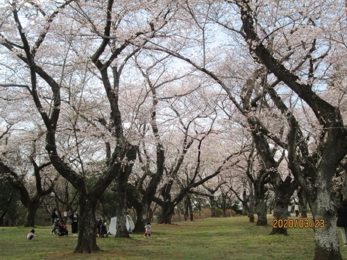 今年は暖かい日が続き、3月22日(日)、全国のトップを切って東京都心の桜(ソメイヨシノ)が満開になりました。2002年の3月21日に次ぎ、2013年の3月22日に並ぶ早い記録です。ここ 柏市のあけぼの山農業公園の桜も23日満開となりました。満開とは標本樹が８割開花すると満開となります。コロナでも屋外で散策するのは問題無いとマスクをして桜を観ています。チューリップも早く咲きそうで去年同様4月中旬には満開に成るでしょう。<br /><br />200本のソメイヨシノが咲き誇る頃、2020年4月4日(土)・5日(日)はあけぼの山公園にて「桜見もぐもぐデイズ」を実施。模擬店が多数出店し、あけぼの山農業公園では「あけぼの市(フリーマーケット)」、「青空市」を同時開催。ぜひ、お花見はあけぼの山公園へ。【※イベントは中止になりました。詳細は公式サイト等でご確認ください】<br />【電車】JR線・東武アーバンパークライン「柏駅」西口、東武バス5番乗場より「布施弁天・三井団地」行で約30分、バス停「土谷津入口」下車徒歩10分。(※桜まつり当日は臨時直行バスも運行)、JR線「我孫子駅」北口、阪東バス乗り場より「あけぼの山公園」行<br />