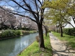 Nearby walking path!  Sakura's flowering declaration!