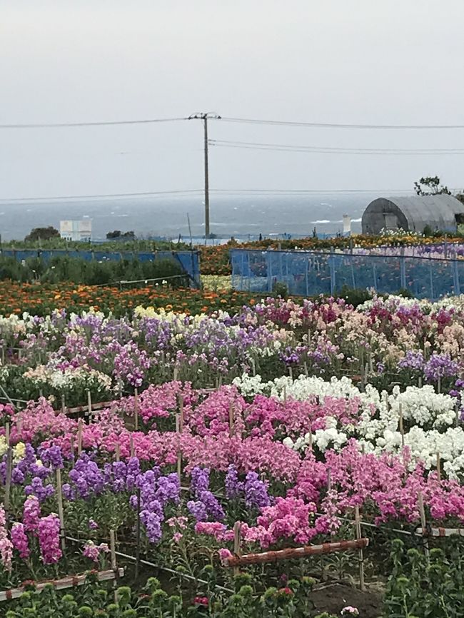 三連休の最終日、コロナまだまだ大変ですが、房総の花々に癒されに、ドライブしました。昨夏の台風の被害の大きかった房総。どうなっているのでしょうか。