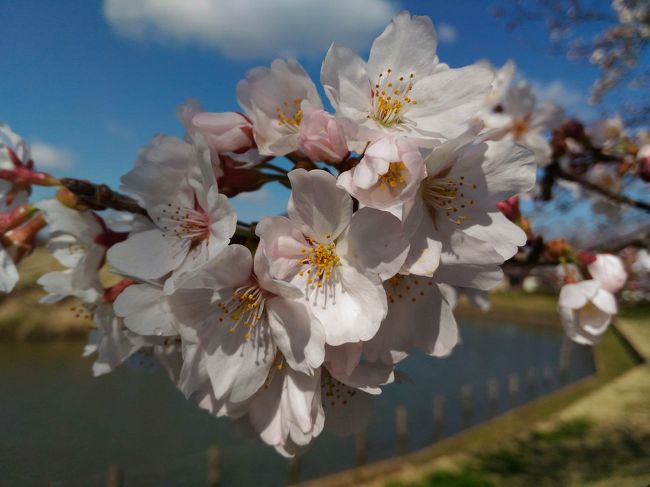 花桃の次は桜だよ・・・今日もぼっちでお花見。<br /><br /><br /><br /><br /><br /><br />