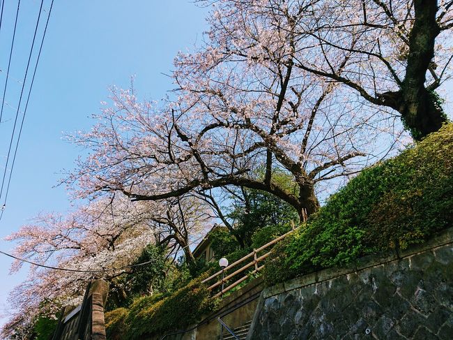 3月24日火曜日<br />横浜の桜はまだ２部咲き程度。<br />ただ、保土ヶ谷の円福寺や杉山神社の桜は7部咲きまで開いてきました。<br />その桜を見つつ、野毛までお散歩をしてきました。<br />野毛では、前から行きたかったピッツェリア キアッキェローネで、美味しいナポリピザを食べてきました。