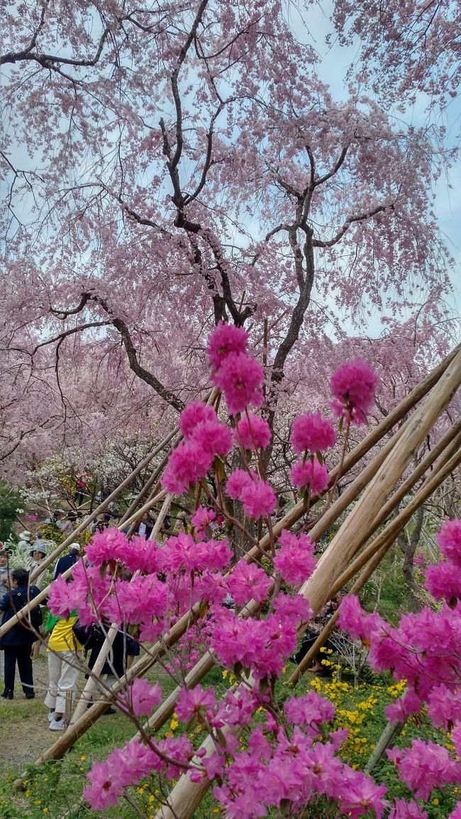 桜を追って京都を起点に１８きっぷとレンタカーで東京まで戻ります。<br />1日目は横浜から南草津まで高速バス、南草津から蹴上まで電車で向かいます。<br />京都市内を抜け、近江八幡でおやつを買い、夜には一気に東濃地方まで言って泊まる計画です。