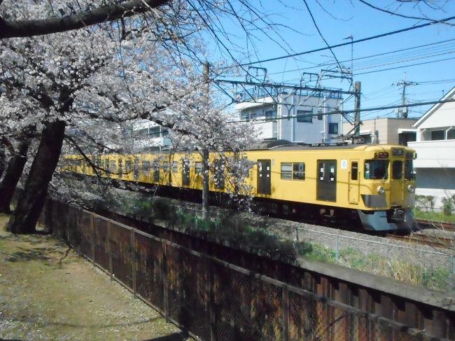 満開の桜と西武新宿線を撮影しつつ、武蔵関公園に花見に行きました。