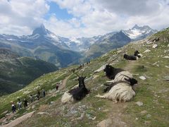 山羊と一緒にMatterhornを見る＊ヘタレハイキング紀行@Zermatt＊2019/8-1