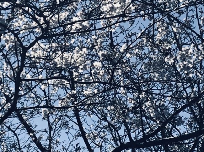 丁度桜も咲いていて良い雰囲気です<br />ここは不便なので逆に静かでゆっくり出来ます。また食事も廉価ですが、やすっぽさはないので楽しめます。<br />お風呂は黒湯なので本当に温まります。