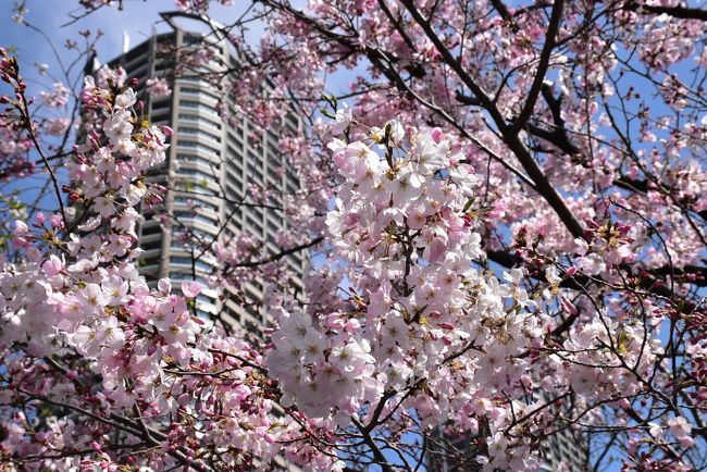 武蔵小杉では二ヶ領（にかりょう）用水と渋川の川沿いに桜の並木が続き、春の訪れを楽しめます。<br />今年の桜の開花は平年より10日ほど早いです（東京の開花3/14）。<br />渋川は二ヶ領用水を武蔵小杉で分水し元住吉方面へ流す用水路だったところで、現在、水辺には親水遊歩道が設けられています。<br />昭和20年代半ばに川沿いに植樹された染井吉野は「今井桜」と「住吉ざくら」と呼ばれ、「かながわの花の名所100選」のひとつになっています。<br /><br />今日は自宅近所の井田エリア、渋川沿い、二ヶ領用水の武蔵小杉近辺を歩き、春の花の咲き具合を確認します。<br />桜の開花状況は、染井吉野がまだ咲き始め、ピンクの小彼岸桜らしき1本桜が見頃になっています。<br />渋川沿いの染井吉野の見頃は1週間後の3月27頃だと思われます。<br /><br />次に、お彼岸の墓参りに狭山丘陵の狭山湖畔霊園を訪れます。園内の桜は少ないのですが、染井吉野が2分咲き、陽光桜が満開になっています。<br /><br />帰りの山手線の電車では、後方の行先表示器が春らしい「タンポポ」です。<br /><br />なお、旅行記は下記資料を参考にしました。<br />・武蔵小杉ブログ「2016年5月、武蔵小杉の渋川にカルガモの子育てシーズン到来」、2016年5月1日<br />・埼玉県狭山丘陵いきものふれあいセンター「いきものふれあいの里MAP」<br />・日本ライン花木センター花図鑑「ヨウコウザクラ」<br />・樹げむ舎「オオシマザクラ」<br />・西武鉄道「8500系（レオライナー）」<br />・西武鉄道ニュース「多摩湖線・多摩川線に近江鉄道100形塗色の101系登場」、2018年6月11日<br />・乗りものニュース「山手線の新型車両E235系、後ろ姿に注目！毎月変化」<br />・ウィキペディア「西武山口線」<br />