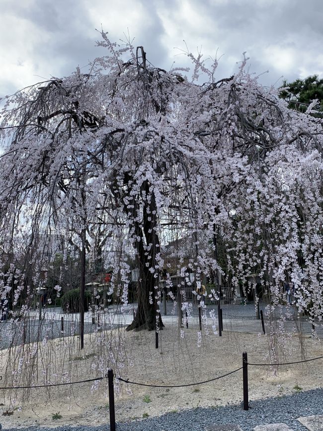 そうだ京都へ行こうと急に思い立ちました。<br /><br />ホテル　ヤフートラベルで見ると安い～<br /><br />今しかない<br /><br />シングルルーム朝食付き12時にレイトチェックアウト二泊で<br /><br />ポイントやら使い5000円<br /><br />美味しいもの食べて京都のお菓子を買ってお寺神社めぐりを<br /><br />自由気ままにしてきました