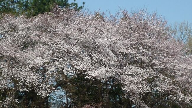 日最高気温が 25℃ 以上の夏日 <br />半袖での桜花見と家族GOLF 🌸<br />ブログ&動画 http://ek0901.hatenablog.com/entry/2020/03/25/092809