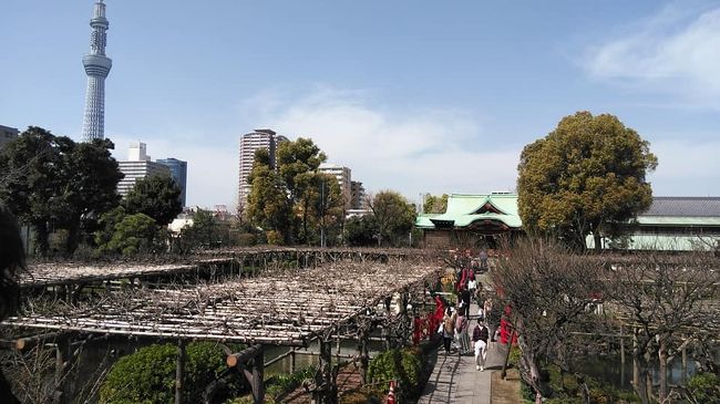 家に閉じこ持っていましたが青空と桜に誘われ、都バスの旅に出かけました。<br />道が空いている。道路の車も人も少ない。<br />勝どきから亀戸行きに乗り亀井戸4丁目で下車。5分ほどで亀戸天神です。梅は終わっていましたが<br />鳥居のサクラは青空に映えて美しく、心字池の亀は甲羅干し。<br />太鼓橋からスカイツリーや社殿がすがすがしい。藤の花も咲く準備をしています。<br />門前の蕎麦屋、鼈甲や、船橋屋。<br />鼈甲屋はたびたびお世話になりまして。かんざしやブローチにする鼈甲は亀の甲羅、鼈甲で出来ています。<br />艶が無くなれば削りや磨きで元通りになります。壊れや欠けは熱を加え張り付けるそうですが元通りになります。<br />時計のベルトも何度か削りいつも艶々で和服の時によく使っています。<br /><br />船橋屋は何件もありますが本店のみ営業、ここは喫茶もあります。いつも大行列ですが今日は直ぐに座れお目当ての葛餅を頂きました。お茶がおいしい。<br />そこから錦糸町迄歩きます。中華で有名な大三元にテレワーク中の娘と三人でまいります。<br />ランチは予約できないので先に行った夫が店の前で並んで席を獲ってくれました。<br />ランチは3種類ソ連海鮮春巻きをいただきました。<br />海鮮春巻きは中身は帆立とエビだけずっと味が口内を駆け巡っておりました。<br /><br />それから夫は帰り、私は娘に。ネイルアートをしてもらいました。<br />テレワーク中一人で話し相手がいなかったのでお茶をしながらネイルをしてもらいます。終わった<br />後はスカイツリー目指して歩きます。路地に入り込むとスカイツリーが足元まで見えます。<br />業平迄路地を歩きながら行くとスカイツリーが目の前に出てきました。浅草通りです。<br />バスはどこかな!<br />探していると直ぐそばに豊美水産埠頭行きのバス停がありました。<br />勝どきまで30分ほど.都のシニアパスで戻りました。<br /><br />何処も道が空いている。人の動きも少ないです。早くコロナ問題解決してくれますように。