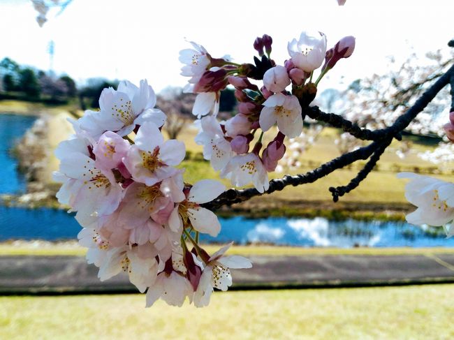 そんなわけで・・・本日も、ぼっちお花見。<br /><br /><br /><br />