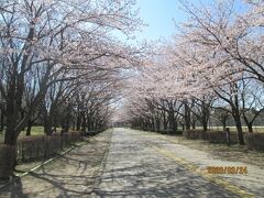 柏市の柏の葉公園・桜満開・2020年3月