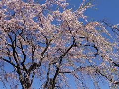 桜散歩　横浜公園から山下公園　