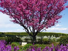 桜散歩　港の見える丘公園から元町公園