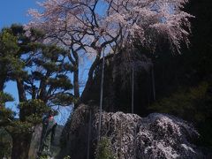龍祥寺の枝垂桜を見に，140キロクルマを飛ばす。すばらしい枝垂桜です。