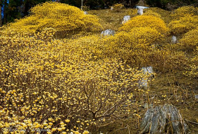 春分を過ぎ本格的な春の到来を告げる花のひとつがミツマタ。全国に何か所かミツマタの群生地があり、関東では栃木県茂木町の焼森山が知られるようになり、最近では県内外から大勢のカメラマンや、観光客が訪れるようになった。しかしながら、今はコロナウィルス騒ぎの真っ最中であり、屋外とは言え、できるだけ大勢の人が集まるところは避けている今日この頃。<br /> そこで、焼森山ほど知名度がないが、群生の規模は焼森山に引けを取らない桐生市のミツマタ群生地を訪れてみた。予定外の事態もあったが、山の斜面が黄色に染まった圧倒的な景観を楽しんできた。ついでに帰路途中、佐野市の三毳山にも立ち寄り、これまた春の訪れを感じさせるカタクリの群生も見てきた。