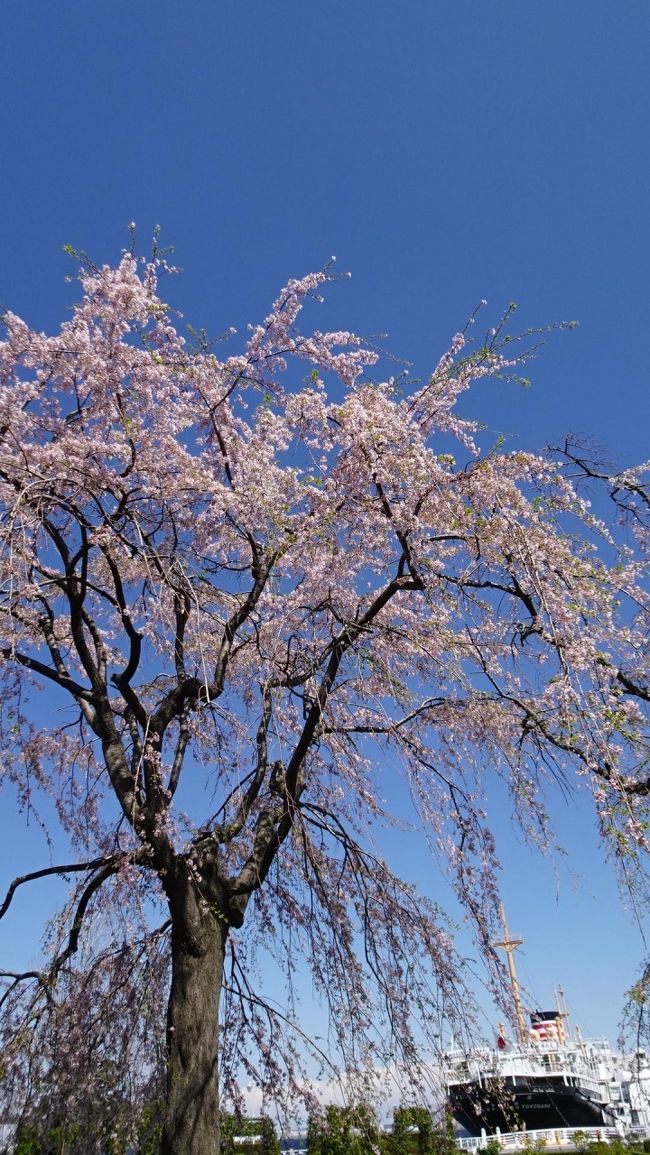 2020年は暖冬で花の開花が全般に早いです。<br /><br />3月23日、山下公園から港の見える丘公園、元町界隈を花見がてら歩いてきました。<br /><br />行程<br />関内駅→　横浜公園→　山下公園→　<br />港の見える丘公園→　山手、外人墓地→　元町公園→　元町→　石川町駅<br />約３時間　約13,000歩<br /><br />１桜散歩　横浜公園から山下公園　<br />２桜散歩　港の見える丘公園から元町公園