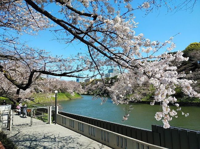 2020年に入り、新型コロナウィルスが日本を含めて世界中に蔓延しているさなか、桜のシーズンが到来しました。今年は例年以上に暖冬で、都心では3月14日に開花した所もあります。<br />その翌週3連休および平日1日、新型コロナウィルスのため国内旅行もためらわざるを得ないため、都心および埼玉県の桜を廻りました。開花して1週間経過しましたが、ほとんどの場所で満開まではまだ先の状態でしたが、青空の絶好の天気で美しい桜並木を満喫できました。ソメイヨシノよりも早咲きの六義園の枝垂れ桜は満開で、物凄い美しい光景を眺められました。<br /><br />---------------------------------------------------------------<br />スケジュール<br /><br />　3月21日　自宅－東急東横線中目黒駅　目黒川桜並木観光－<br />東急・東京メトロ渋谷駅－東京メトロ青山1丁目駅　青山霊園桜並木観光－<br />（徒歩）東京メトロ六本木駅－東京メトロ上野駅　上野公園桜並木観光－<br />JR駒込駅－六義園観光－自宅　<br />　3月22日　自宅－JR池袋駅　法明寺観光－神田川沿い桜並木観光－（徒歩）東京メトロ江戸川橋駅－東京メトロ九段下駅－東京メトロ三越前駅－東京メトロ浅草駅　隅田川沿い桜並木観光－自宅　<br />★3月24日　自宅－東京メトロ九段下駅　千鳥ヶ淵桜並木観光－<br />靖国神社観光－東京メトロ新宿三丁目駅　新宿御苑観光－JR千駄ヶ谷駅－<br />JR代々木駅－JR原宿駅　代々木公園観光－自宅　