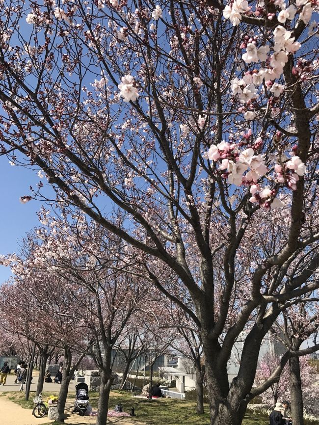 今年初めての花見は大阪狭山池公園。難波駅から約４０分で行く事が出来き、大阪では一番早くお花見が出来る場所です。コシノヒガンと言う種類の桜が、約１，０００本園路沿いに植樹されている公園です。未だ満開ではありませんでしたが、天気も良くのんびり園地内で半日過ごしました。