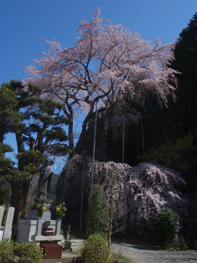 龍祥寺の枝垂桜を見に,名古屋から遠路140キロの道のりをクルマを飛ばして,見に行きました。期待に違わず,すばらしいし桜でした。背がとても高いのが特徴です。