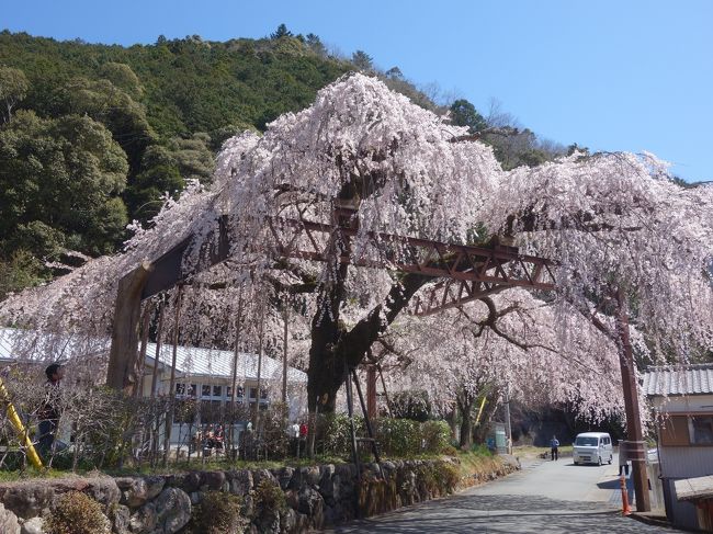 龍祥寺の枝垂桜を見ていたら,土地の人が,「役場」の枝垂桜もきれいですよ,と教えてくれました。とても親切な人です。さっそく,見に行きました。予定外です。でも想像以上のすばらしさでした。場所は大紀町役場の柏崎支所です。