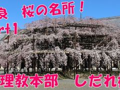 【桜の名所】天理教本部のしだれ桜