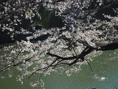 千鳥ケ淵の桜は六分咲き程