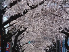 満開の桜のトンネルを見に行きました