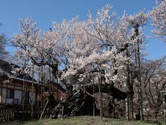 4年ぶりの神代桜 2020