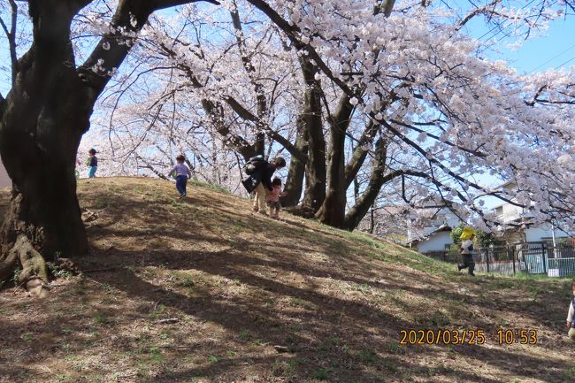 3月25日、午前10時50分過ぎにふじみ野市にある文京学院大学構内の桜を見に行きました。　文京学院大学の桜はふじみ野市の中でも有名なところです。毎年満開の頃に訪問しています。　本日訪問して見られる風景はまさに満開でとても美しかったです。　構内では付属幼稚園の園児が保母さんと一緒に遊んでいました。<br /><br /><br /><br />*写真は文京学院大学構内の満開の桜