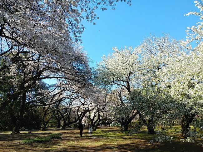 東京２０２０桜　【７】新宿御苑