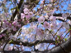 春の花が彩る多摩川土手と等々力緑地2020～桜のお花見と等々力緑地の歴史～（川崎）