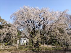 青空と桜の共演見納め　六義園の枝垂れ桜と王子の桜