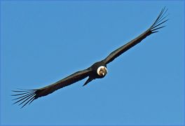 世界最大級のワシ オオワシとオジロワシが晴れた空を飛び 流氷の海に集う 冬の道東 鳥撮影の旅 2 羅臼 らうす 北海道 の旅行記 ブログ By Takashiさん フォートラベル