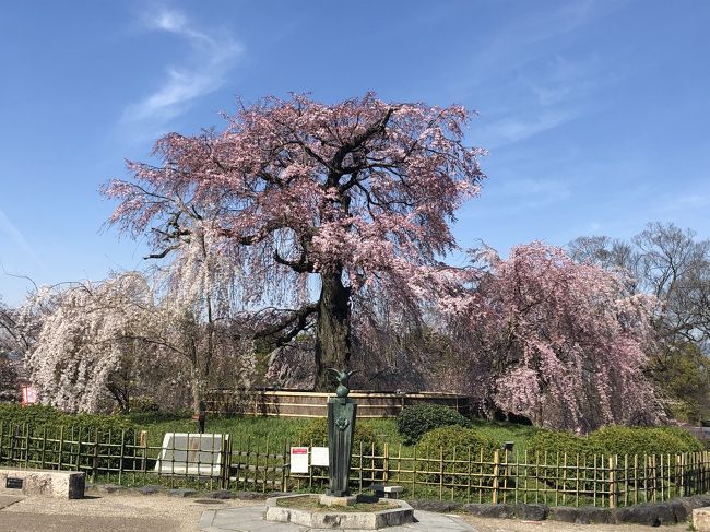 新型肺炎の影響で学校が休校になっておりますが、4月からの新学期に備え、バスの定期やら制服、上靴などを新調しに、仕事休みの平日の今日子供たちと行ってきました。<br />京都の桜は満開までは行っていませんが、とても綺麗に咲いています。<br />ここ数年のインバウンドの外国のお客様が多く、ここは外国?という雰囲気でしたが、今は本当に静かな京都が戻ってきております。<br />新型ウイルスとの闘いは長期戦になっており、段々と自粛疲れが出てきております。行く予定だった沖縄旅行にも行けず、塾の春期講習にも行かせず、子供達、休校になってから1日一回のランニング以外本当に家から一歩も出ておりません。終業式の日に学校に向かった背中に喜びが満ち溢れておりました。<br />桜の花が咲き、我々日本人の心にもわずかでも平穏が戻りますように。そして子供達が学校に無事に行ける春が来ますように