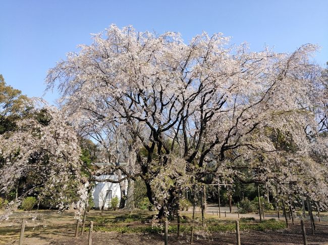 コロナウィルス感染拡大防止のためついに東京都が外出自粛の要請発動。<br />金曜日からお天気が崩れるみたいなのでどうやら今日が青空と桜の見納めっぽい。<br />今年はコロナのせいであんまり遠出できないし、旅行もできないし・・・<br />六義園も枝垂れ桜は散り始め、という事だったので<br />最後に観に行ってきました。