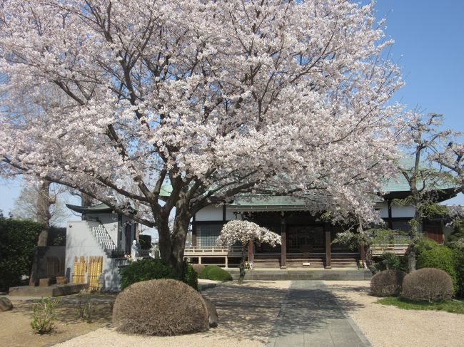 埼玉県さいたま市の「人形の町・岩槻」にやってきました。<br />JR大宮駅から東武線に乗り換え、6個目の駅「岩槻駅」で下車します。<br /><br />最近、埼玉県の「町歩き」で人気の町になっているようです。<br />岩槻城(別名:白鶴城)があった町はどんな町なのでしょうか?<br />それでは、岩槻の歴史さんぽを始めます。<br /><br />【岩槻ミニ知識】<br />岩付城(岩槻城)は室町時代1478年に成田氏によって築城されました。<br /> (太田道灌の説もあり)<br />ここ武蔵の国は扇谷上杉氏と北条氏の覇権争いで、その傘下の武将により<br />岩槻城も奪い奪われの時代が続いていました<br /> 1524年、太田資頼が岩付城を攻め落とし城主となる。<br /> 1567年、北条氏により直轄の城となります<br /> 1590年、豊臣の軍勢により落城、徳川家康が江戸に入府。<br /> 譜代家臣の高力清長が2万石で岩槻城に入る(岩槻藩)<br /> 1619年、岩槻藩は廃藩となり、一時期幕府直轄領となった。 <br />以降、代々譜代の大名が城主となりますが、ほとんどが幕府老中職<br />であった点からも重要な幕府の拠点であったことが分かります。<br />江戸中期からは大岡氏が明治の廃藩置県まで城主を務めました。<br /><br /><br /><br />