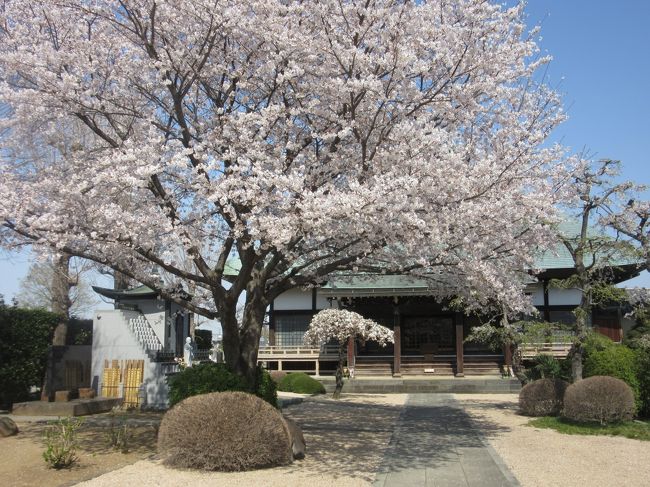 埼玉県さいたま市の「人形の町・岩槻」にやってきました。<br />ＪＲ大宮駅から東武線に乗り換え、６個目の駅「岩槻駅」で下車します。<br /><br />最近、埼玉県の「町歩き」で人気の町になっているようです。<br />岩槻城（別名：白鶴城）があった町はどんな町なのでしょうか？<br />それでは、岩槻の歴史さんぽを始めます。<br /><br />【岩槻ミニ知識】<br />岩付城（岩槻城）は室町時代1478年に成田氏によって築城されました。<br />　　　　　　　　　　　　　　　　（太田道灌の説もあり）<br />ここ武蔵の国は扇谷上杉氏と北条氏の覇権争いで、その傘下の武将により<br />岩槻城も奪い奪われの時代が続いていました<br />　1524年、太田資頼が岩付城を攻め落とし城主となる。<br />　1567年、北条氏により直轄の城となります<br />　1590年、豊臣の軍勢により落城、徳川家康が江戸に入府。<br />　　　　　　譜代家臣の高力清長が２万石で岩槻城に入る（岩槻藩）<br />　1619年、岩槻藩は廃藩となり、一時期幕府直轄領となった。 <br />以降、代々譜代の大名が城主となりますが、ほとんどが幕府老中職<br />であった点からも重要な幕府の拠点であったことが分かります。<br />江戸中期からは大岡氏が明治の廃藩置県まで城主を務めました。<br /><br /><br /><br />