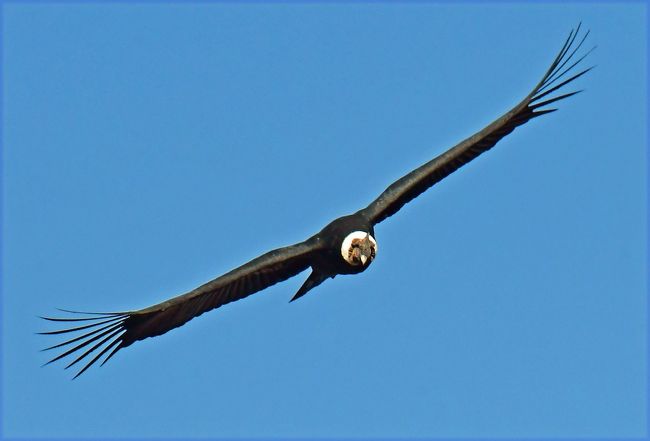 パタゴニアのパイネ国立公園を目指すためメキシコシティからサンチアゴに飛んだ。サンチアゴでは日帰りのバードウォッチングツアーに参加し、アンデスの空をのびやかに飛翔するコンドル、正式にはアンデスコンドルを撮影した。アンデスコンドルは羽の先端から先端までの長さが3m、あるいはそれ以上という巨大な鳥である。サンチアゴからさらにプンタ・アレナスへ飛んだ。飛行機の窓からパイネ山群が見えた。プンタ・アレナスはマゼラン海峡に面し、南米大陸最南端の都市である。<br /><br />