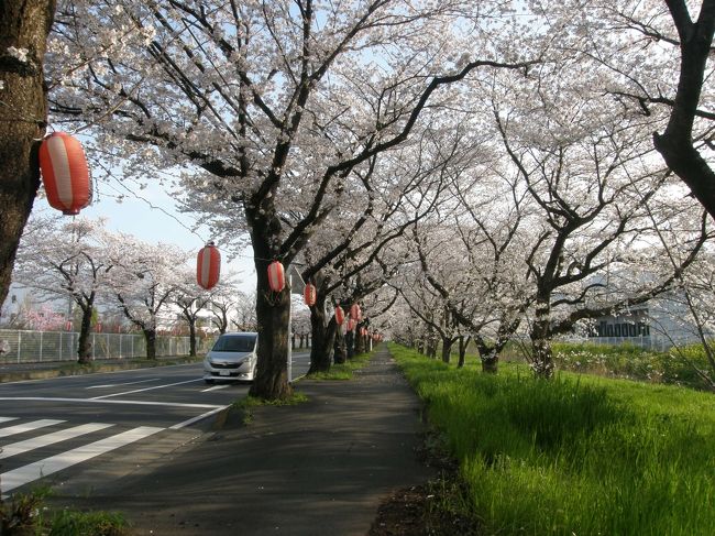 桜の便りが、あちらこちらから聞こえてきて家内から、早朝ウォーキングを兼ねて、お花見に行きませんかと・・・<br />提案があり、即、実施しました。<br />桜も丁度満開の時期で、楽しみました。