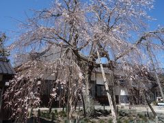 藤岡の金剛寺の枝垂桜を見て来ました。樹齢３００年。胸高囲3.3メートル。幹の太い老樹です。