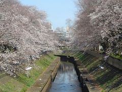 ２０２０年　３月下旬　花見Ⅱ