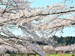 今は静かに桜に揺られて...